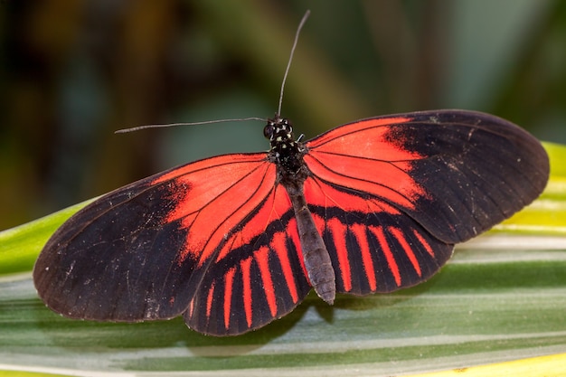 Photo postman butterfly (heliconius melpomene resting