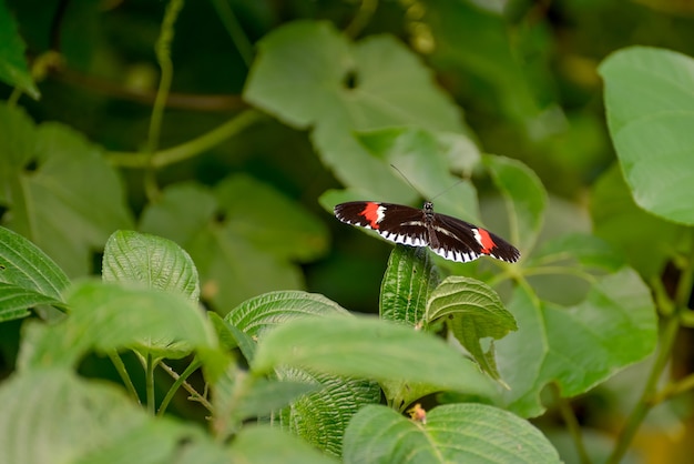 郵便配達員の蝶（Heliconius melpomene）