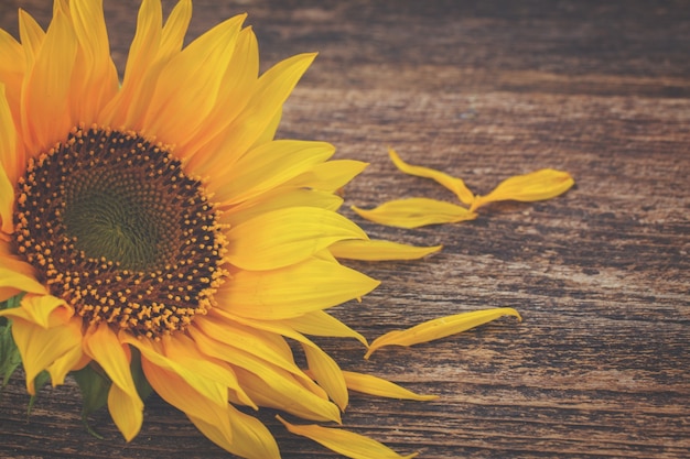 Posy of yellow sunflower on aged wooden background, retro toned