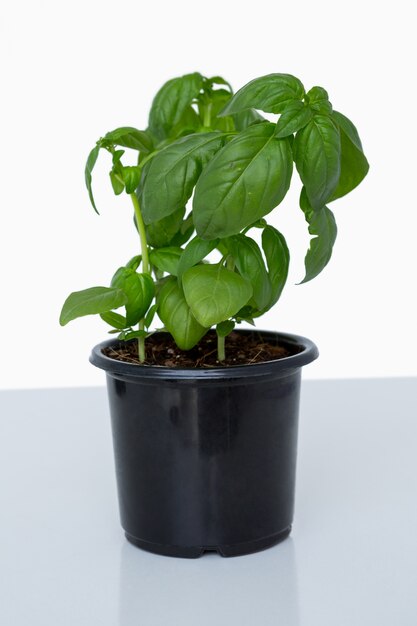 Pot of basil plant