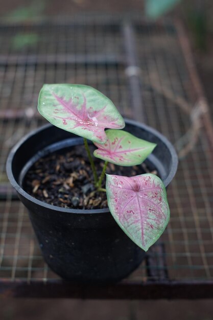 Photo the pot containing the caladium bicolor plant is red and green