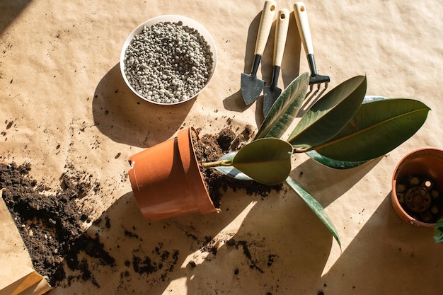 A pot of ficus lies indoors on a table to transplant houseplants Fertilizers in pellets at home