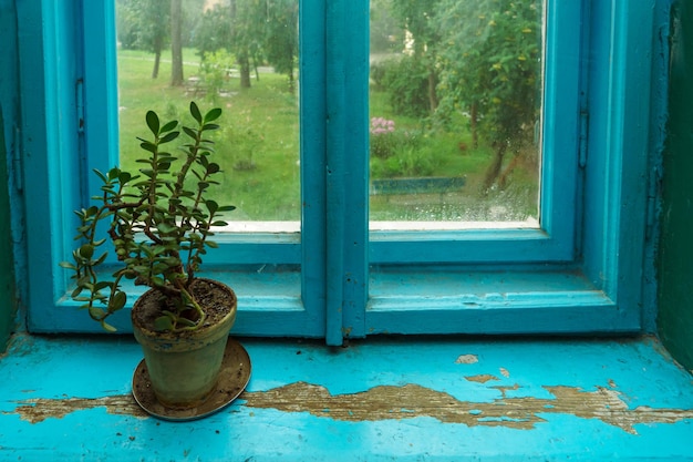 A pot of flowers on an old wooden windowsill near the window the interior of an old private house dilapidated wooden window sill and shutters