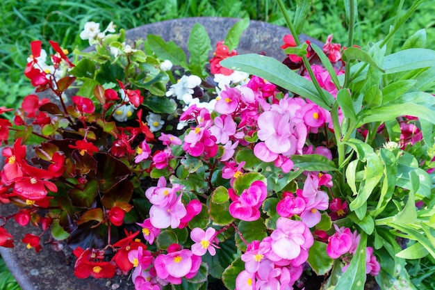 A pot of flowers with the red and white flowers in the middle.