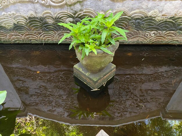 A pot of green plants sits in a pool of water.