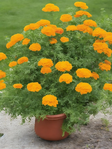 Foto calendula in giardino