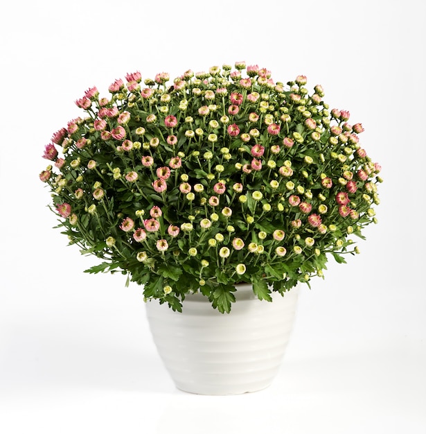 Pot met bloeiende roze chrysanten