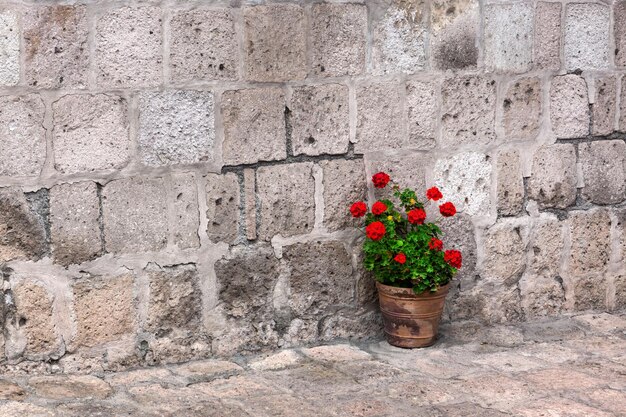 Pot met geraniums