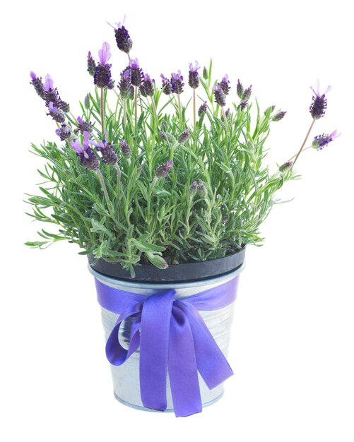 Pot met lavendelbloemen die op witte achtergrond worden geïsoleerd