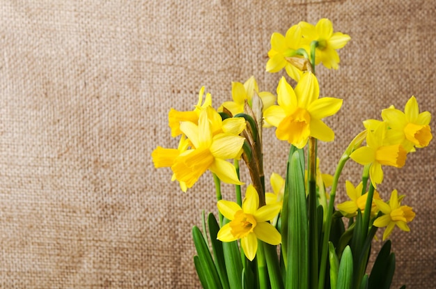 Pot met narcissen op jute