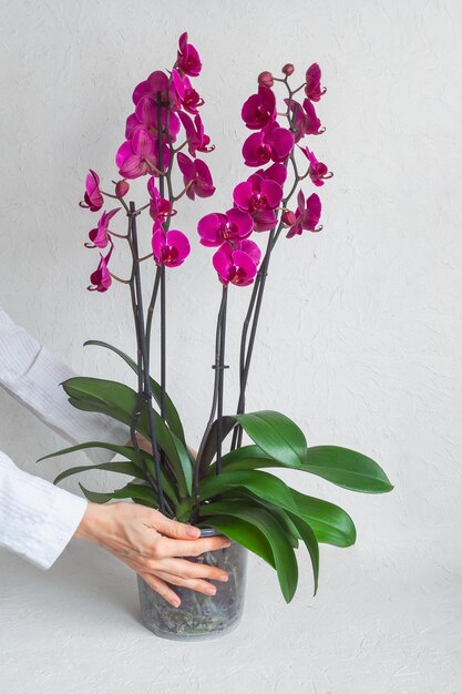 Pot met paarse phalaenopsis orchidee bloemen in de palmen Huis tuinieren orchideeën kweken Verticale weergave