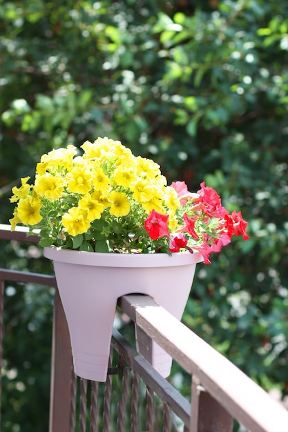 Pot met petunia's op het balkon