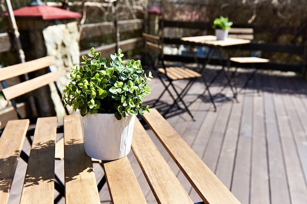Pot met plant in openluchtcafé op zonnige dag