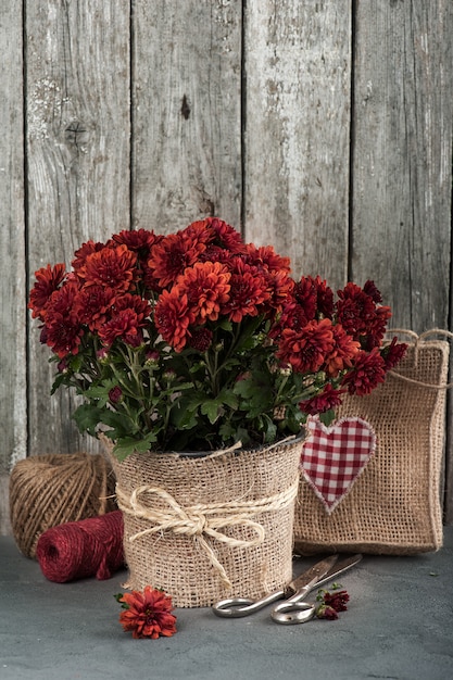 Pot met rode chrysant bloemen
