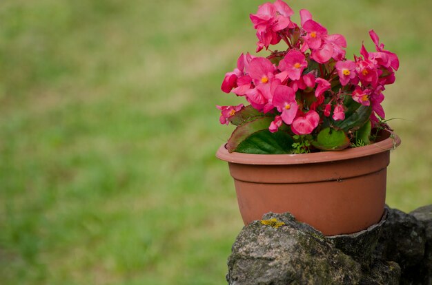 Foto pot met roze bloemen op de stenen straat