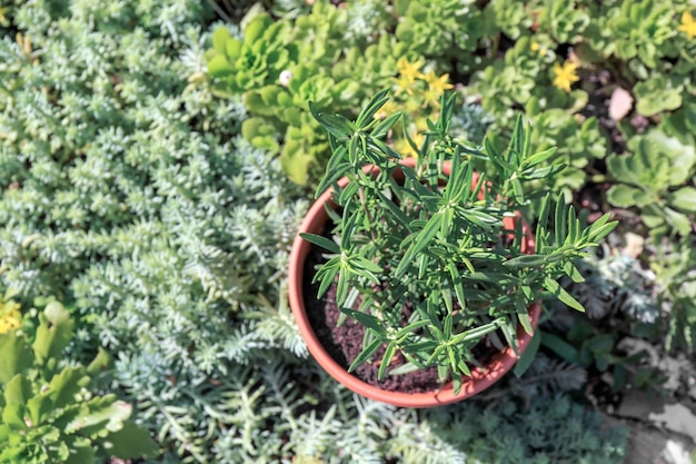 Pot met rozemarijn in de tuin