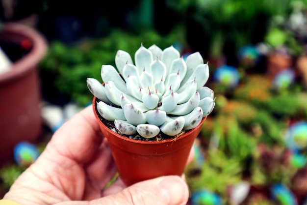 Pot met Sedum in de hand van een vrouw close-uphet concept van het kiezen en kopen van bloemplanten voor in huis