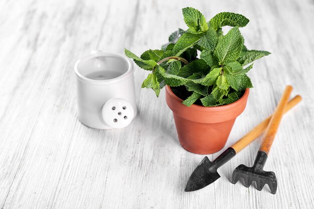 Pot met verse munt op houten tafel