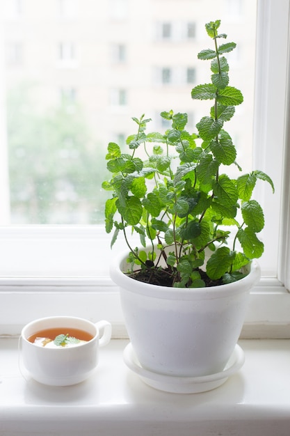 Pot of mint and mint tea on windowsill