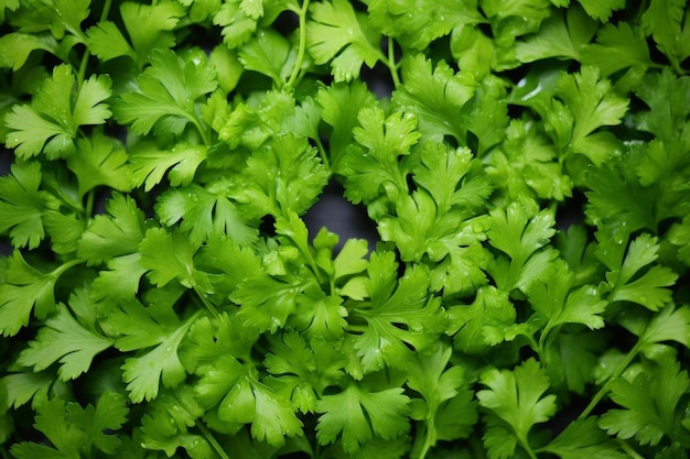a pot of parsley is filled with a pot of parsley.