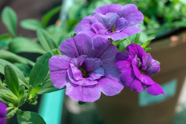 Foto un vaso di fiori viola con una foglia verde al centro.