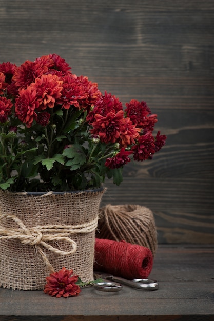 赤い菊の花の鍋
