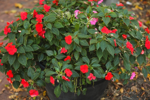 A pot of red flowers with a green plant in it