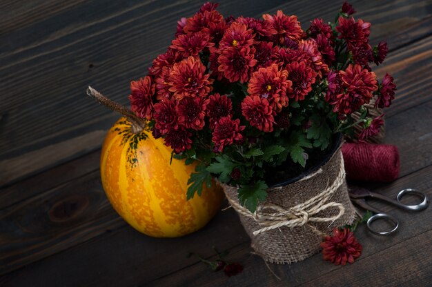 Pot of red Ñhrysanthemum flowers