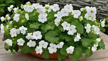 Photo a pot of white flowers with green leaves and white flowers