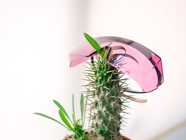 pot with cactus with pink protect laser epilation glasses Hair removal laser epilation fun