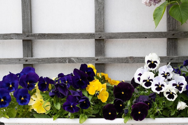 Pot with colorful mixed viola tricolor floral background spring pansies flowers