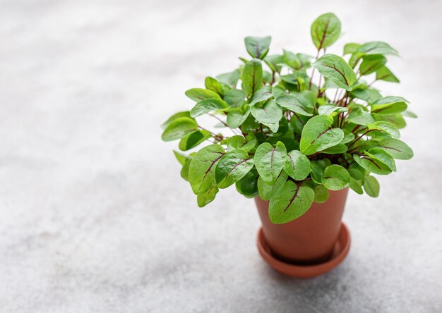 A pot with fresh sorrel microgreens