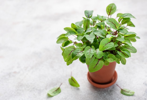 A pot with fresh sorrel microgreens