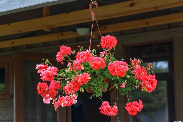 Pot with living coral flowers of ampella pelargonium