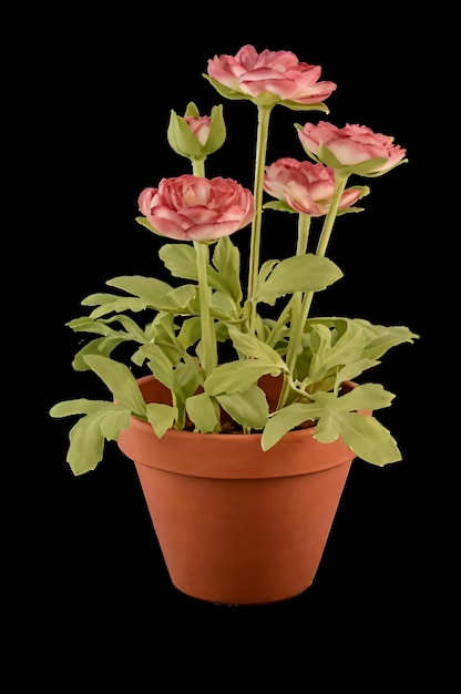 pot with pink roses in it and a black background