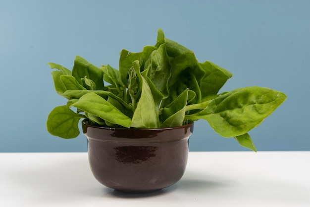 Pot with raw spinach leaves isolated