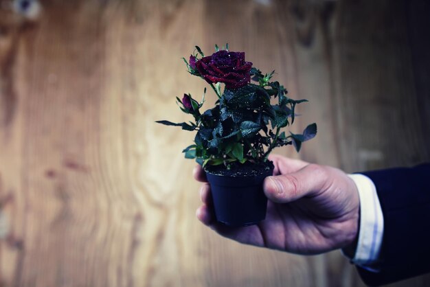 Pot with rose in a hand man suit background