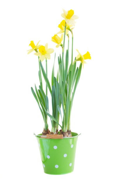 Pot with spring growing daffodils isolated on white