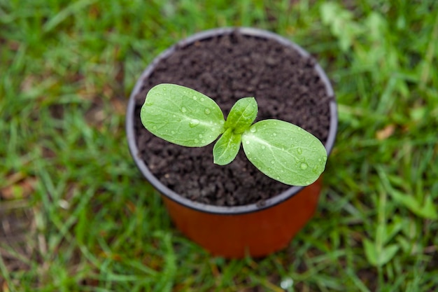 A pot with a sunflower sprout on the grass