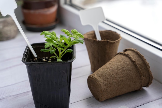 묘목 정원 라벨을 위한 토마토 새싹 이탄 냄비와 창턱에 연필이 있는 냄비