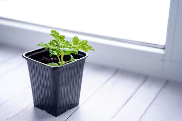 A pot with a tomato sprout tomato seedlings on the windowsill