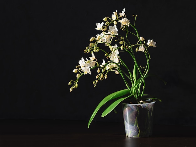 Pot with a white Orchid on a black background. Breeding of orchids. White Phalaenopsis Orchid in a pot