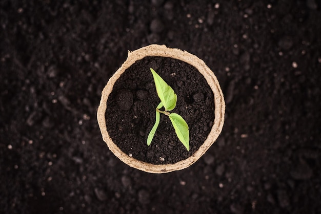 写真 土の背景に若い植物のポットを上から眺める