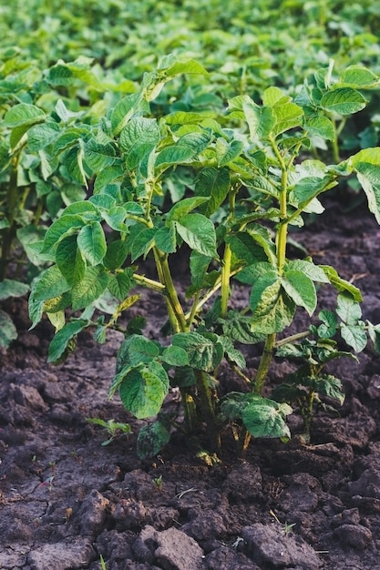 Картофельные грядки в саду зеленые ботвы картофеля без гМОС вегетарианские пищевые восстанавливающие агр ...