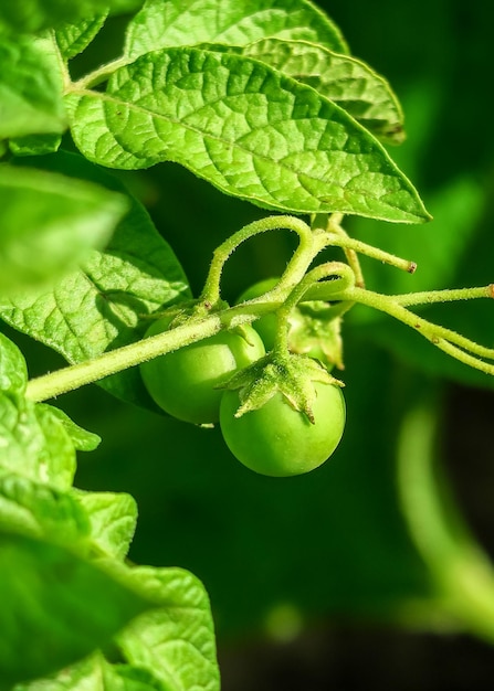 Potato berries grow on a potato bush. potato seed cultivation concept