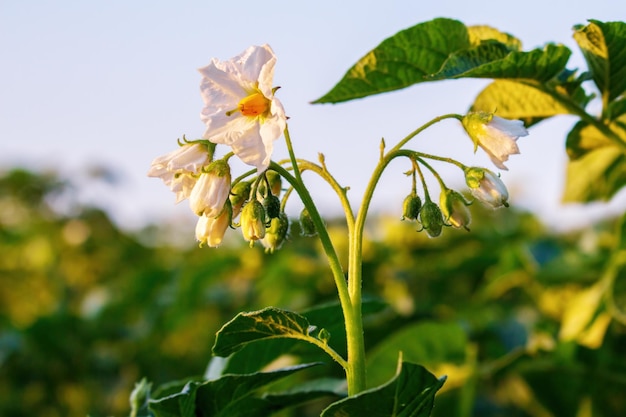 Potato blooming Potato flowers closeup