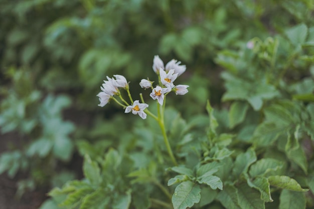 Potato blooms on the farm