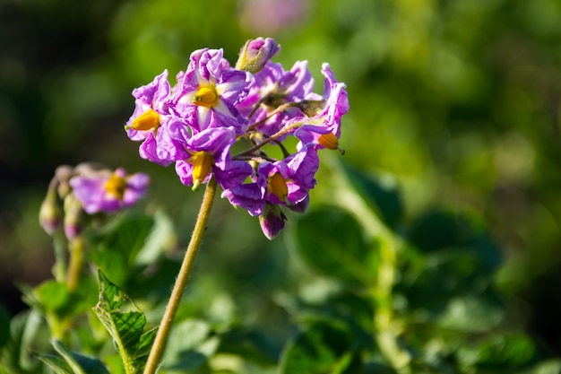 庭のジャガイモの花