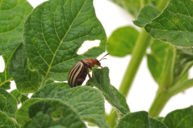 Potato Bug