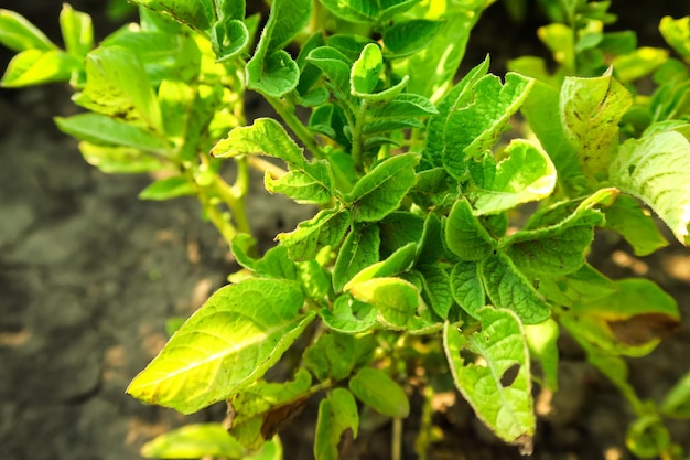 害虫や干ばつで甘やかされたジャガイモの茂みは、野菜畑で育ちます。じゃがいも栽培コンセプト